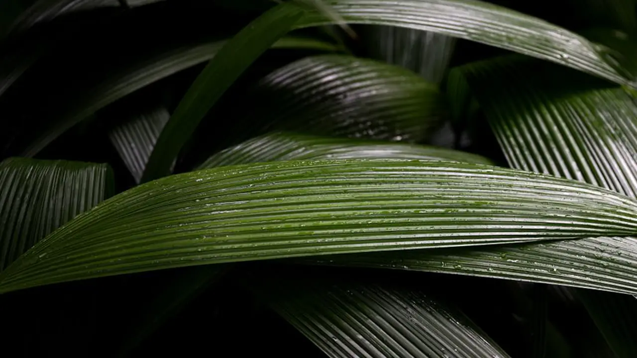 哪里能安全下载老版蘑菇短视频安装包并完成安装
