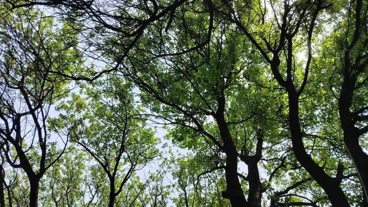 明振盈头像